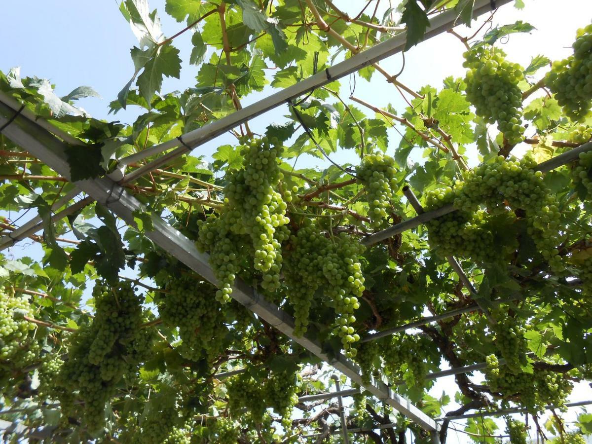 Casitas Las Uvas Y Las Vinas Los Realejos Buitenkant foto